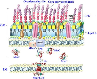 Salmonella antimicrobials inherited and the non-inherited resistance: mechanisms and alternative therapeutic strategies